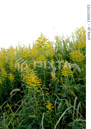 セイタカアワダチソウ セイタカアワダチソウ 19005505
