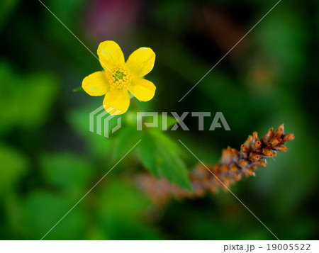 ウマノアシガタ 19005522