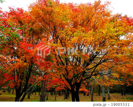 飯田高原 紅葉 飯田高原 紅葉 19005531