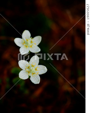 コウメバチソウ コウメバチソウ 19005627