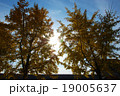 beautiful autumn 19005637