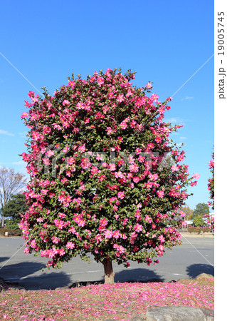 山茶花 19005745