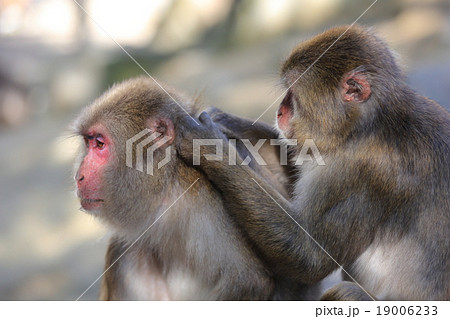 毛づくろい 毛づくろい 19006233