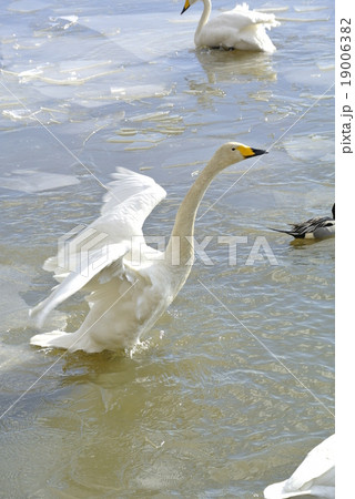 伊豆沼の白鳥の写真素材