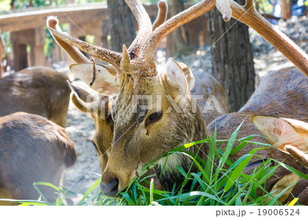 Deer 19006524