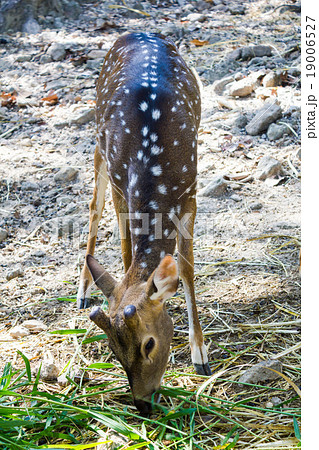 Deer 19006527