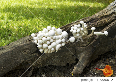 Mushroom group  grows in forests 19006612