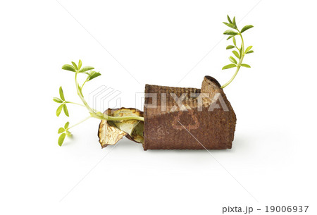 plant growing in rusty can on white background plant growing in rusty can on white background 19006937