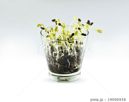 Seeds in glass on blue background Seeds in glass on blue background 19006938