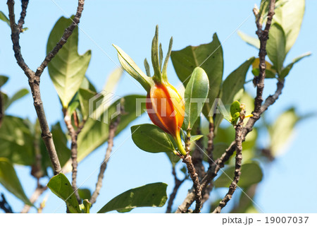 クチナシの実 クチナシの実 19007037