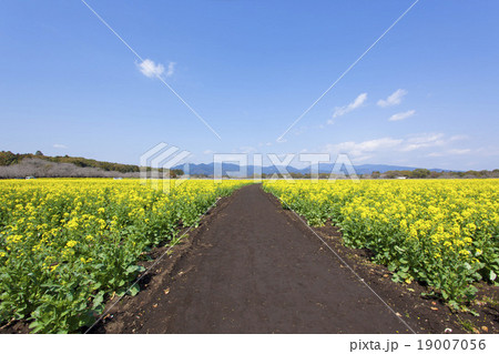 西都原の菜の花畑 19007056