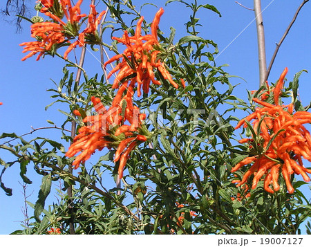 花びらに毛が生え、綿を着せたよな カエンキセワタのオレンジ色の花 花びらに毛が生え、綿を着せたよな カエンキセワタのオレンジ色の花 19007127