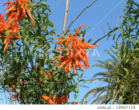 花びらに毛が生え、綿を着せたよな カエンキセワタのオレンジ色の花 花びらに毛が生え、綿を着せたよな カエンキセワタのオレンジ色の花 19007128