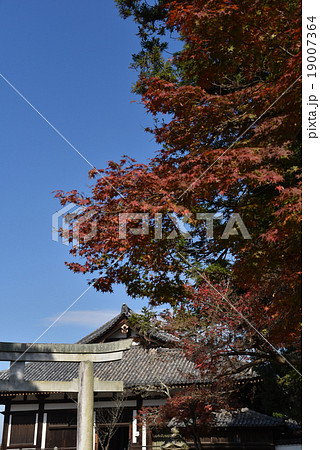 法華堂 東大寺 法華堂 東大寺 19007364