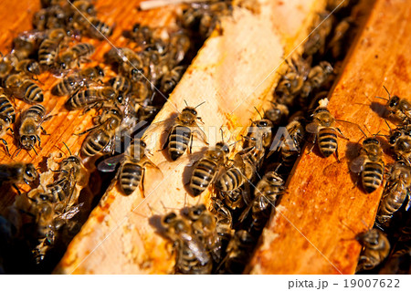 Close up view of the working bees on honeycomb. 19007622