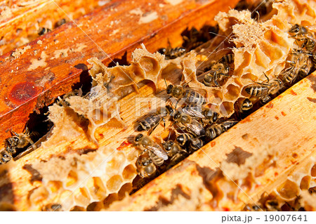 Close up view of the working bees on honeycomb. Close up view of the working bees on honeycomb. 19007641