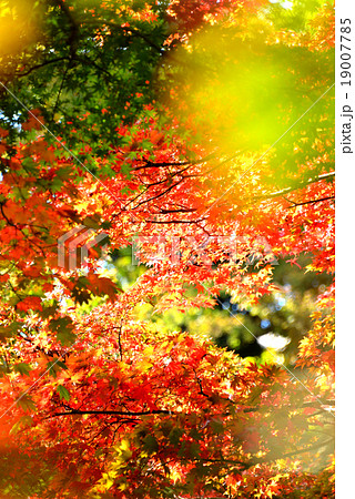 紅葉 19007785