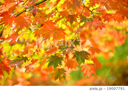 紅葉 19007791