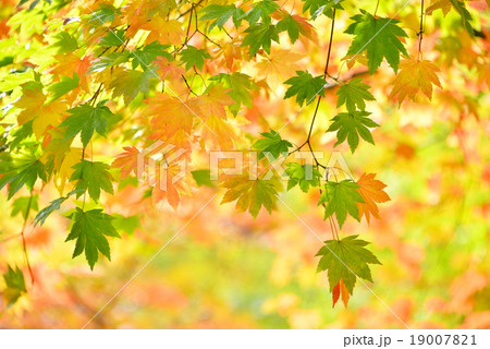 紅葉 紅葉 19007821