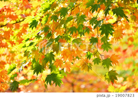 紅葉 19007823