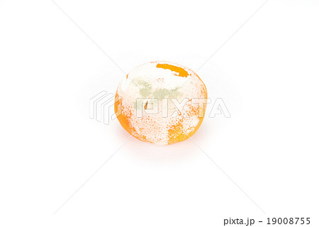 Stinky Rotten Fungus Mold Orange Stinky Rotten Fungus Mold Orange 19008755