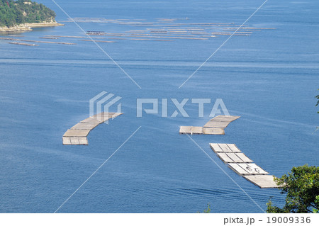 広島湾の牡蠣筏 19009336