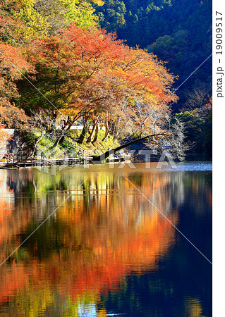 鎌北湖の紅葉 19009517