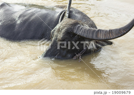 Water buffalo dive in water pool - countryside tha 19009679
