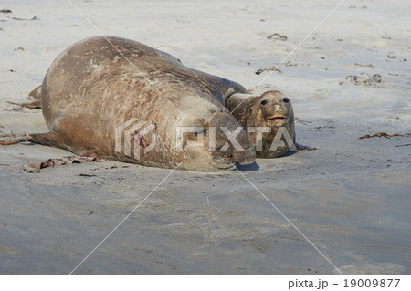 Elephant Seals Mating 19009877