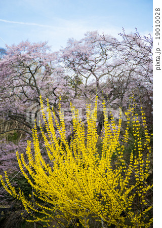 東神殿のヤマブキと石割桜 東神殿のヤマブキと石割桜 19010028