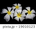 isolated plumeria flower on black 19010123