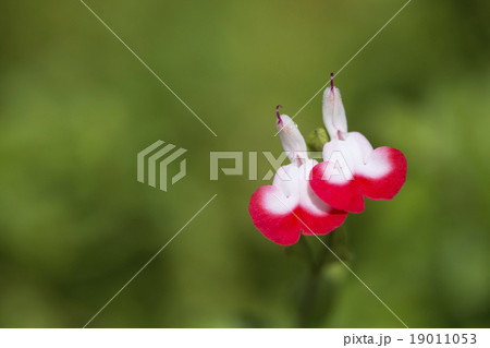 チェリーセージ ホットリップの写真素材