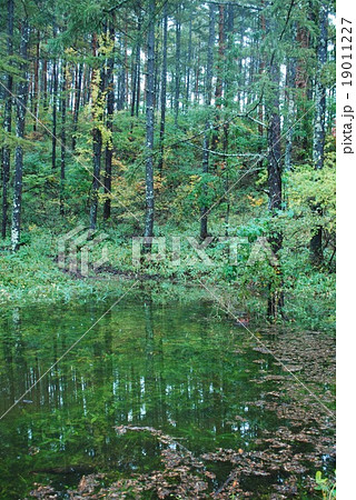 八ヶ岳 ブナの原生林 山梨県 日本 Japanの写真素材