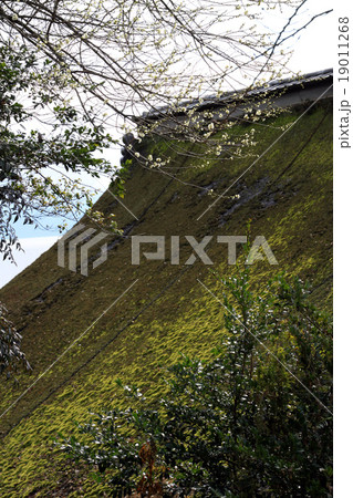 竹生島 竹生島 19011268