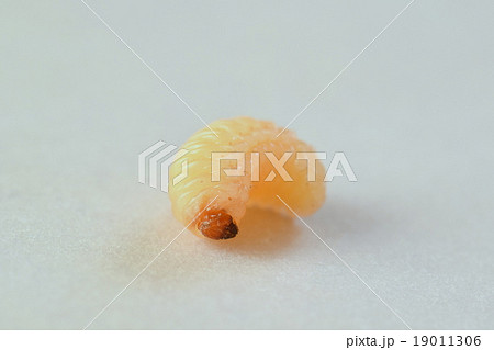 クリシギゾウムシの幼虫 19011306