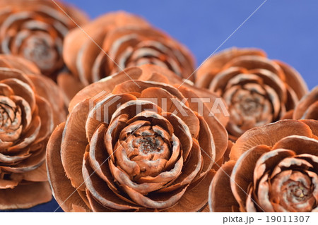 シダーローズ シダーローズ 19011307