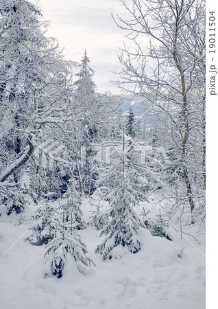 Snow-covered pine tree 19011504