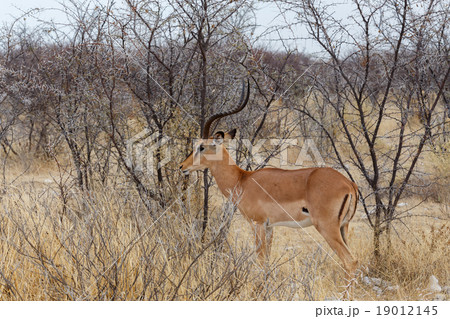 Portrait of Impala antelope male 19012145