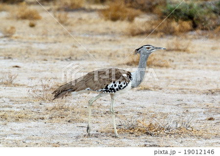 Kori Bustard in african bush 19012146