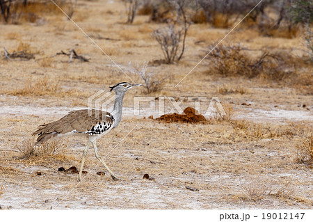 Kori Bustard in african bush 19012147