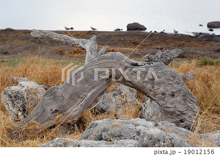 landscape namibia game reserve 19012156