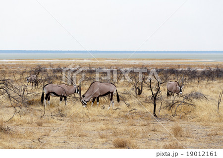 Oryx gazella in etosha 19012161