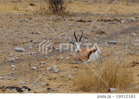 Springbok Antidorcas marsupialis 19012163