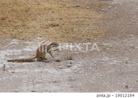 South African ground squirrel Xerus inauris 19012164