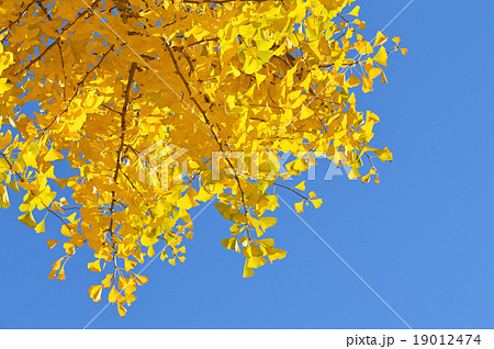 イチョウの黄葉 19012474