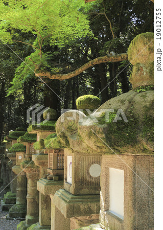 奈良・春日大社参道の石灯籠 奈良・春日大社参道の石灯籠 19012755