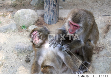 C群のサルの毛づくろい(高崎山自然動物公園) C群のサルの毛づくろい(高崎山自然動物公園) 19013311