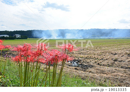 彼岸花 彼岸花 19013335