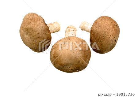Fresh Shiitake Mushrooms isolated in white 19013730