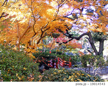 旧安田公園（東京・墨田区）の紅葉 19014543